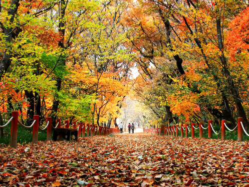경남 함양 천년의 숲이 만들어내는 상림숲 가을 풍경. 함양군 제공